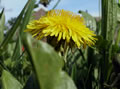 Foto Pflanze 01