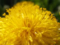 Foto Pflanze 02