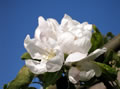 Foto Pflanze 04