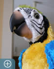 Teambild Carlo Santini